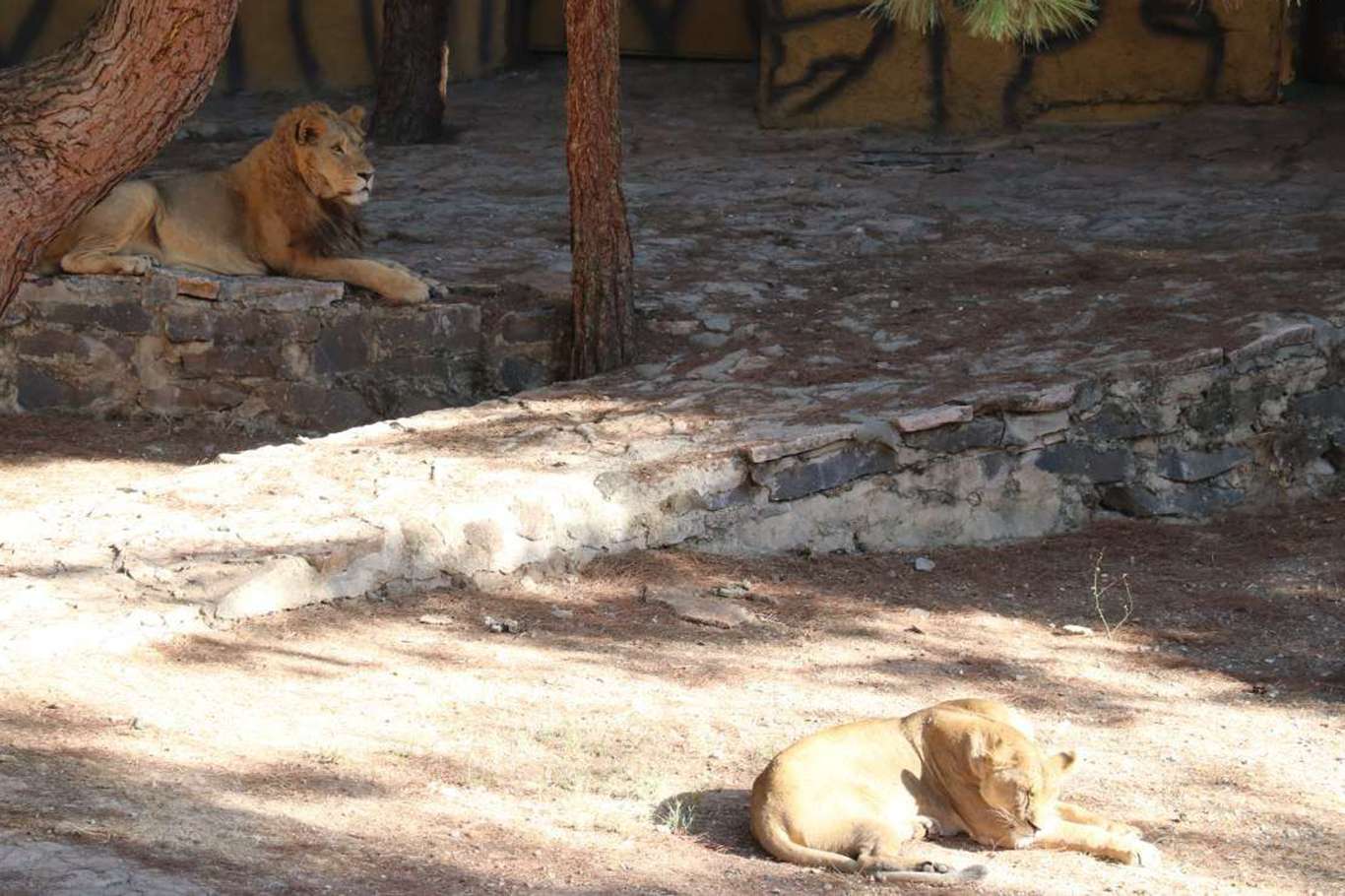 Gaziantep Hayvanat Bahçesinde aslan kaçtı: Bir yaralı Gaziantep Hayvanat Bahçesinde aslan kaçtı: Bir yaralı
